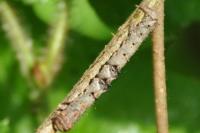 Phigalia pilosaria