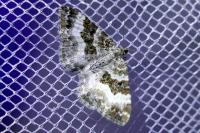 Epirrhoe alternata
