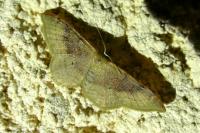 Idaea degeneraria