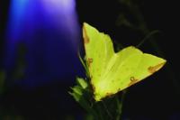 Opisthograptis luteolata