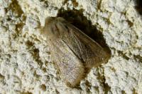 Orthosia cerasi