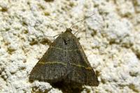 Perigune narbonea