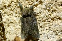 Peridea anceps