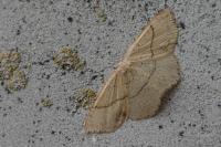 Cyclophora punctaria