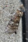 Tethea ocularis