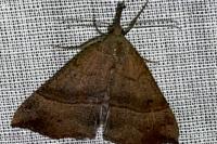 Hypena proboscidalis