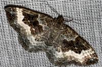 Epirrhoe alternata