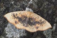 Cyclophora lennigiaria