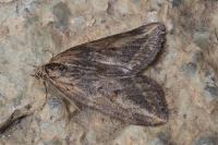 Chesias isabella