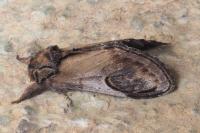 Notodonta ziczac