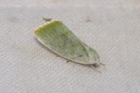 Earias vernana