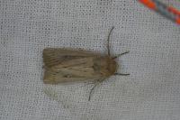 Leucania obsoleta