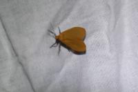 Wittia sororcula