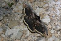 Saturnia pyri