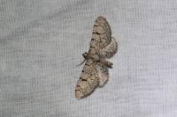 Eupithecia venosata
