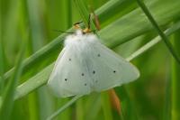 Diaphora mendica