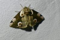 Thyatira batis