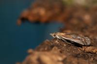 Ancylosis cinnamomella