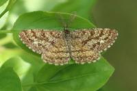 Ematurga atomaria
