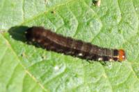 Eupsilia transversa