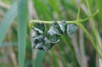 Lamprotes c-aureum