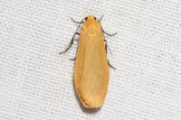 Wittia sororcula