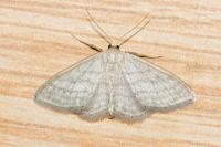 Idaea subsericeata