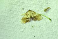 Plagodis dolabraria