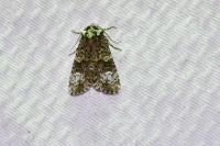 Craniophora ligustri