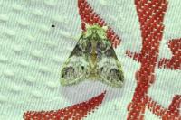 Drymonia dodonaea