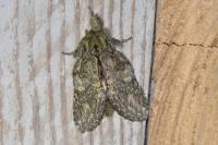 Peridea anceps