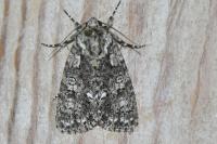 Acronicta rumicis
