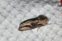 Egira conspicillaris