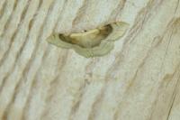 Idaea degeneraria