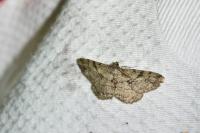 Peribatodes rhomboidaria rhomboidaria