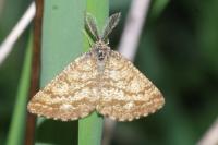 Ematurga atomaria