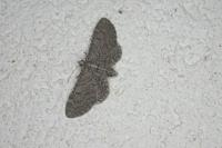 Eupithecia ultimaria
