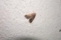 Pyralis farinalis
