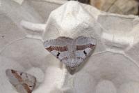 Itame vincularia