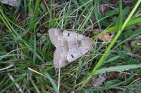 Minucia lunaris