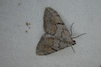 Pennithera ulicata