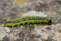 Cydalima perspectalis