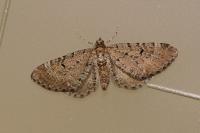 Eupithecia intricata
