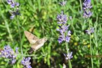Macroglossum stellatarum