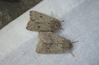 Orthosia cruda