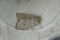 Orthosia cruda