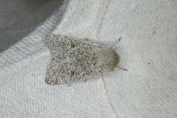 Orthosia cruda