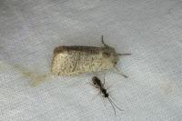 Orthosia cruda