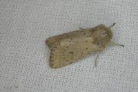 Orthosia cruda