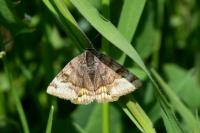 Euclidia glyphica